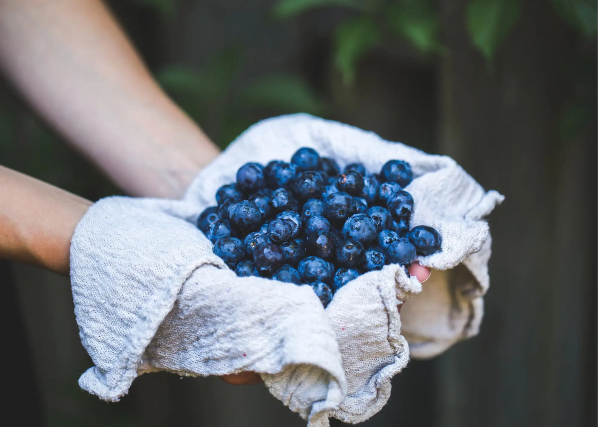 Hände halten frische Blaubeeren in einem hellen Tuch