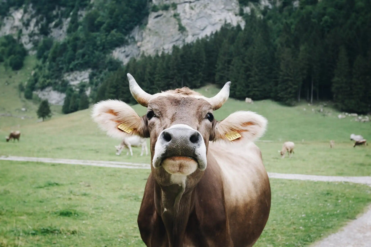 Braune Kuh mit Hörnern auf einer Bergweide